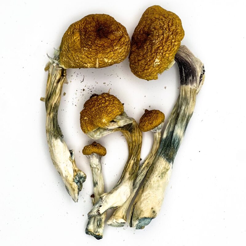 Golden Teacher Magic Mushrooms - Image 4