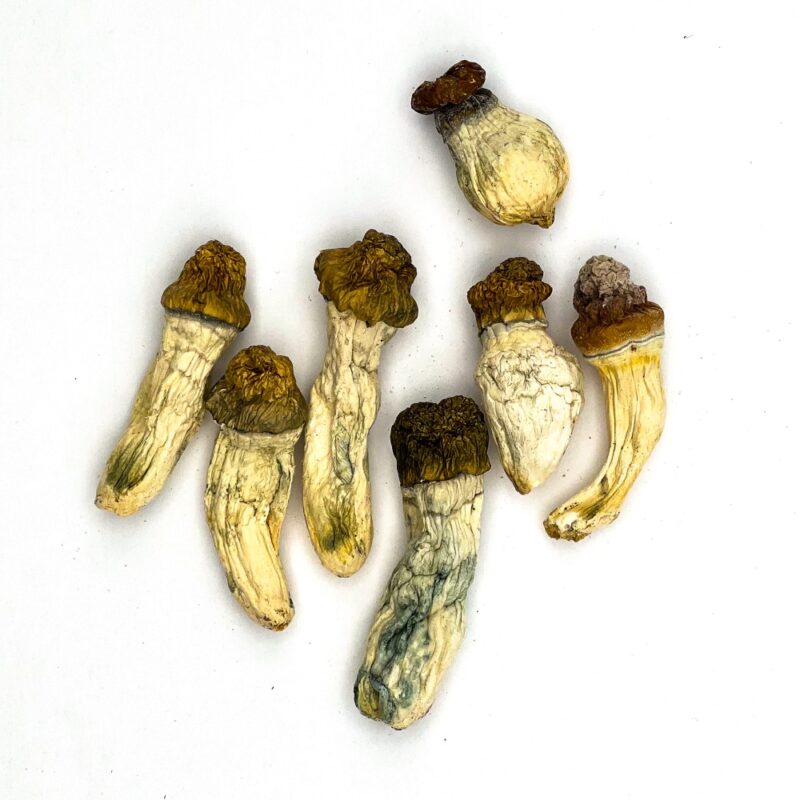 Penis Envy Magic Mushrooms - Image 4